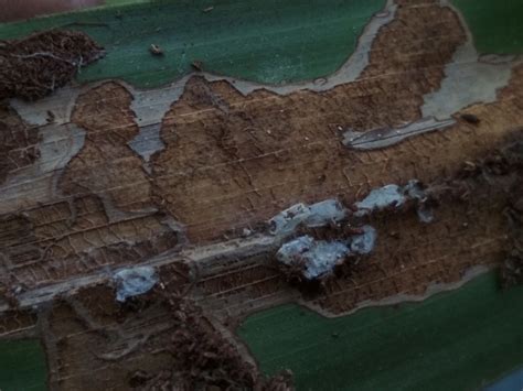 तटीय आंध्र प्रदेश में कोकोनट ब्लैक हेडेड कैटरपिलर का जैविक नियंत्रण | ICAR