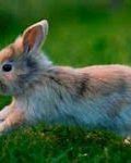 Image result for Baby Rabbits Being Born