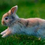 Image result for How to Care for Wild Baby Rabbits