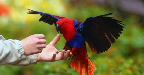 Image result for Parrot Search Algorithm