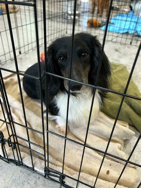 Midland Humane Society to take in 20 dogs saved from puppy mills