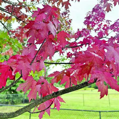 Frances Elenor Akam, 97 | Obituaries | thecorryjournal.com