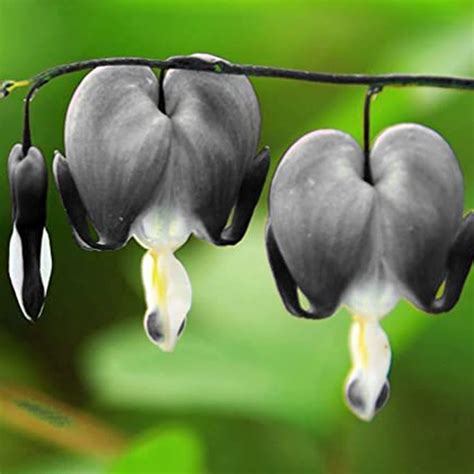Amazon.com : QAUZUY GARDEN 40 Black Bleeding Heart Seeds Perennial ...