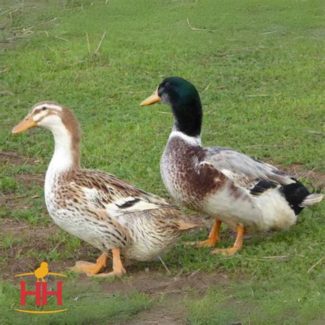 Silver Appleyard Duck- Straight Run | Hoover's Hatchery