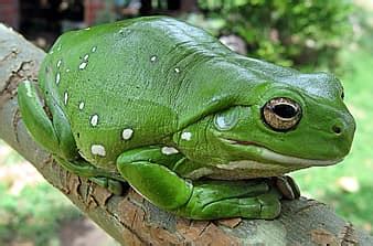 Image result for Julia Coding Language Example