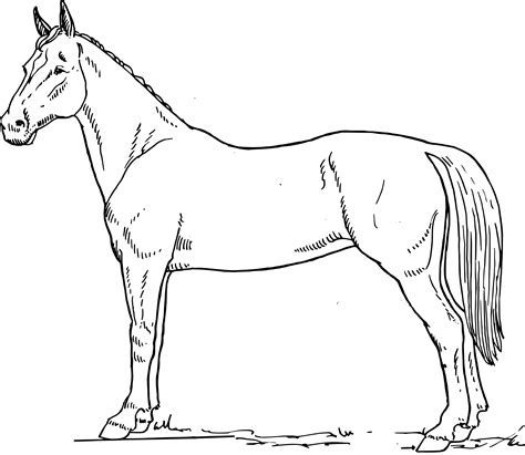 Line Drawing Of Horse at Elaine Hang blog