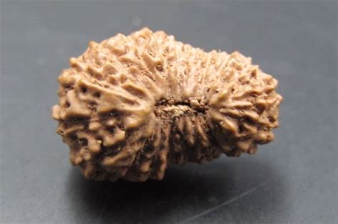 Buy 20 Mukhi Rudraksha Indonesia 18 mm | Original Rudraksha Beads ...
