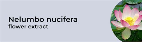 Rejuvinita sunblock cream with SPF 50+ PA++++, 50g – Vanaura Organics