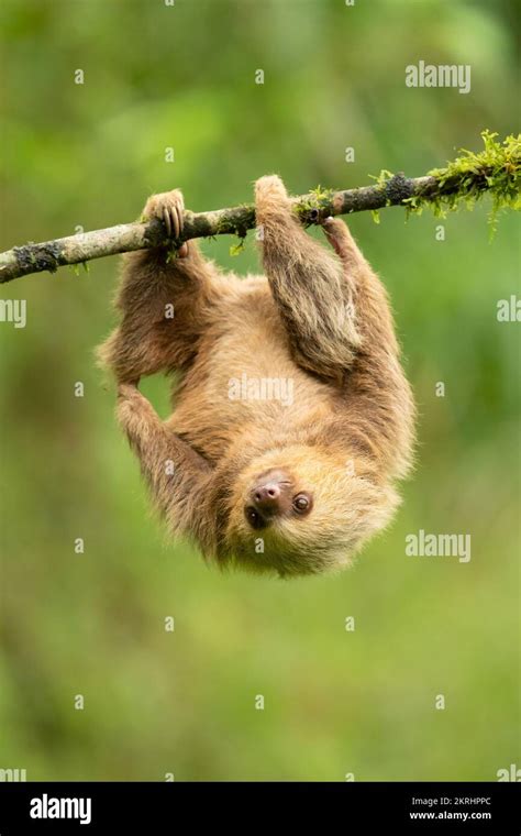 Image result for 2 Toed Sloth