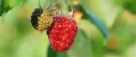 Download wallpaper 2560x1080 raspberry, berry, macro, plant dual wide ...