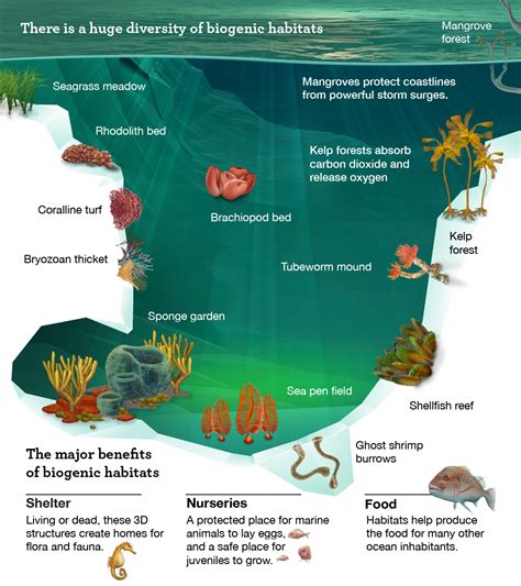 Plants Found In The Ocean Habitat at Brodie Eldershaw blog
