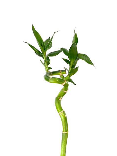 Lucky Bamboo - Curly – Babylon Botanics
