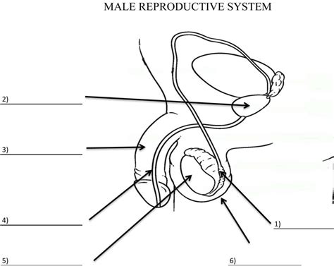 Male Reproductive System Labeling Quiz