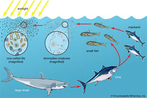 Food chain | Definition, Types, & Facts | Ocean food, Ocean food chain ...