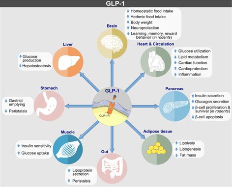 The GLP-1 Agonists and Obesity: How Diabetes Drugs are Changing Non ...
