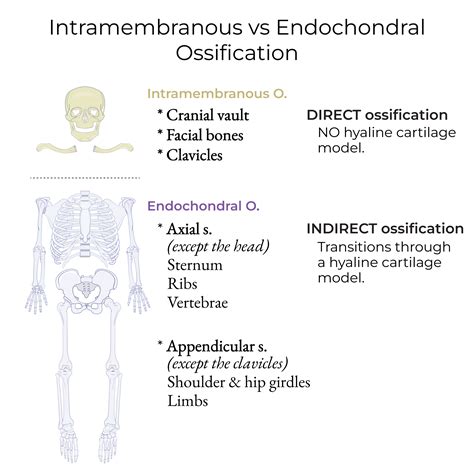 Intramembranous Ossification Diagram