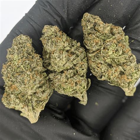 THCa Flower - Venom OG - CBD Hemp Direct