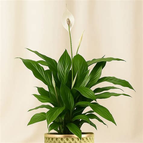 Online Attractive Peace Lily Plant Gift Delivery in Singapore - FNP