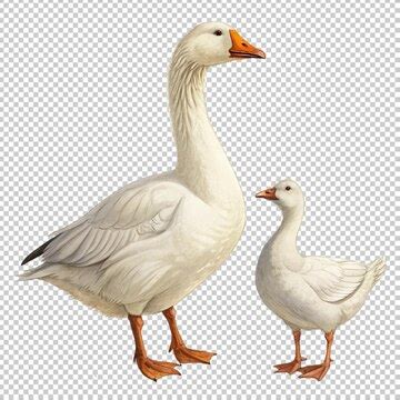 Goose transparent background watercolor clipart | Premium AI-generated PSD