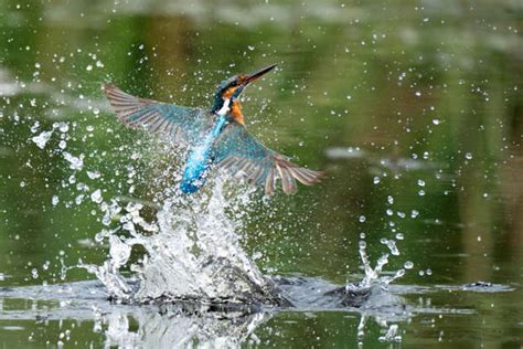 Biomimicry: why nature is the best designer