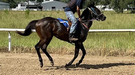 How Long Do Horses Live? Breed Lifespan Chart & Care