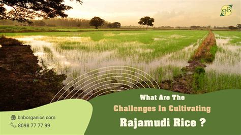 What are the challenges in cultivating Rajamudi Rice? – B&B Organics