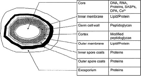 Bacterial Spores Slide