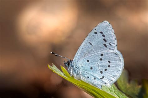 Image result for Simple Image of Butterfly Small Size