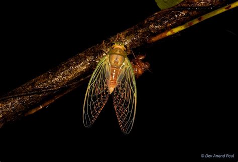 Moulting in Cicada: From Shell to Wings