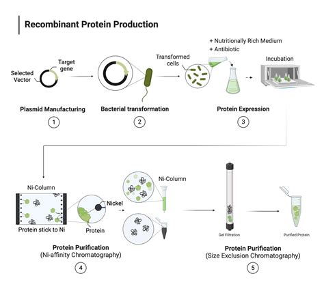 Image result for Basic Principles of Protein Purification