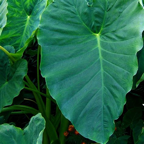 Plants For Full Shade at Clifford Ward blog