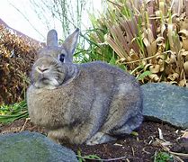 Image result for My Pet Rabbit