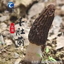 Image result for 菌苗