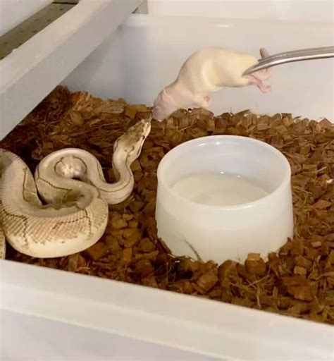 Image result for Ball Python Eating
