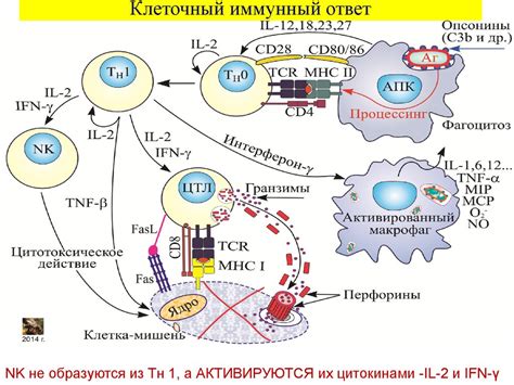 Клеточный иммунный ответ. Основные популяции клеток и механизмы их ...