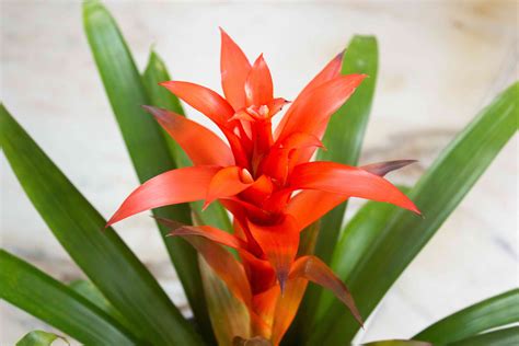 Pink Bromeliad House Plant