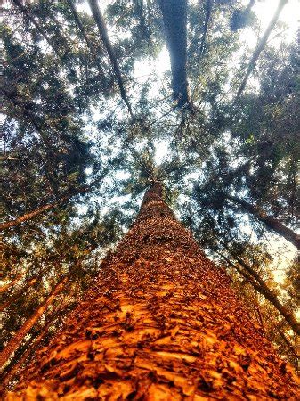 Karura Forest (Nairobi) - What to Know Before You Go (with Photos ...