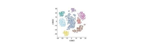 Image result for What Is DNA Polymorphism