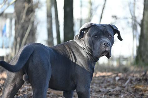 Cane Corso Cost 的图像结果