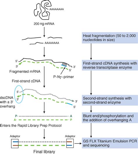 DNA Library Prep Protocol 的图像结果