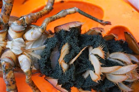 Canada's rule for euthanizing egg-bearing lobsters confusing, say pound operators - Undercurrent ...