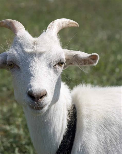 Image result for Goat Cheese Making Process