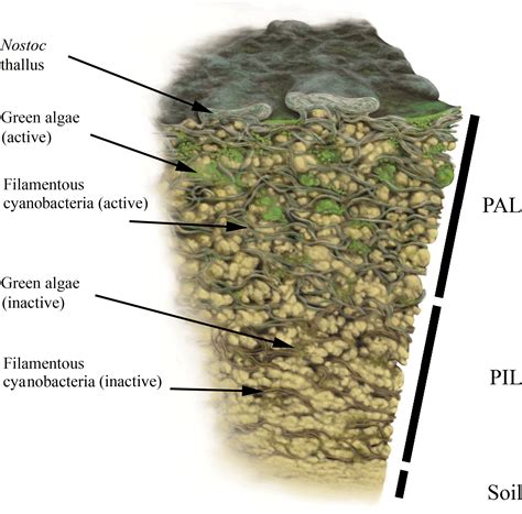 Image result for Biological Classification Question Rashmita Sing
