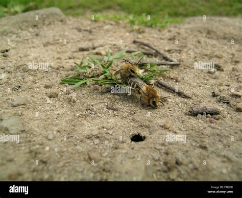 Ground-nesting bees (Colletes succinctus), mating near nest-hole ...