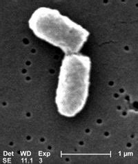 Image result for MICRO