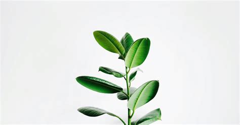 Scientists engineer plants to fight climate change using AI