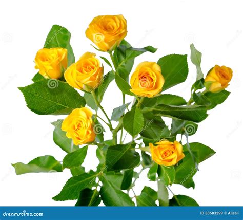 Yellow Rose Bush Flowers Isolated Stock Image - Image of grow, isolated ...