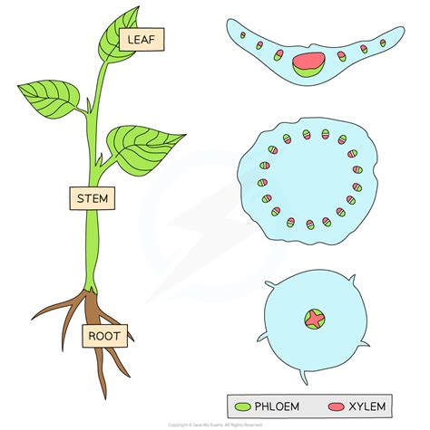 Xylem and Phloem Distribution - CIE A Level Biology Revision