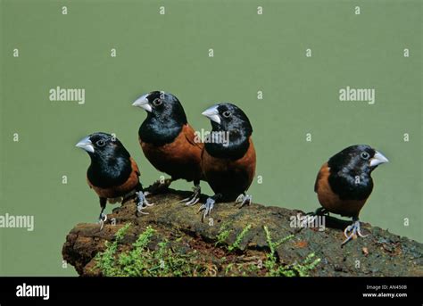 Image result for Popular Machine Learning Models