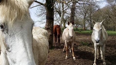 Image result for Communication Cheval